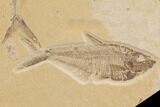 Double Diplomystus Fossil Fish - Wyoming #91575-2